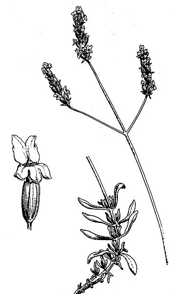 Huile essentielle Lavande aspic (Lavandula latifolia) – Lotus Aroma