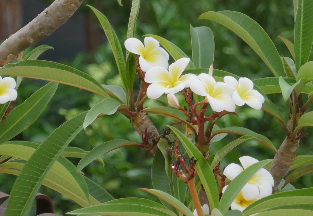 Plumeria alba