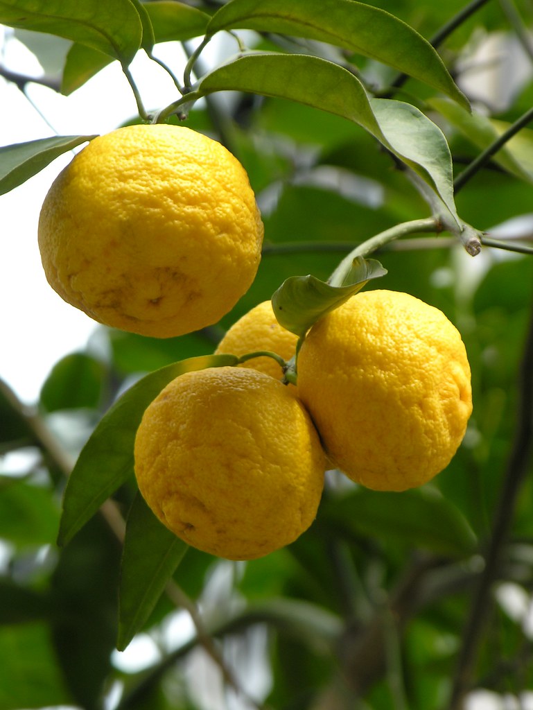 Citrus medicus junos