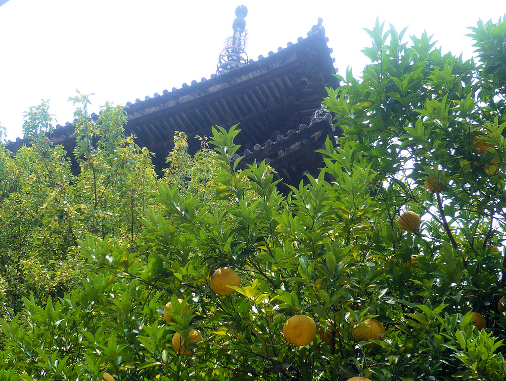 Citrus medicus junos