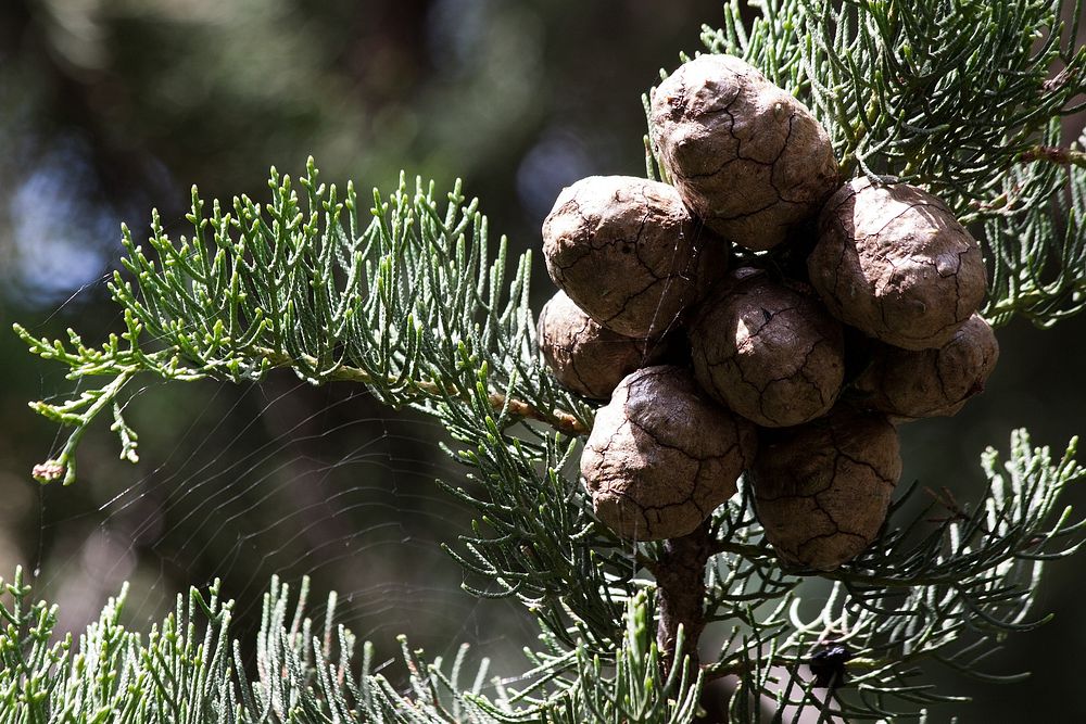 Callitris intratropica