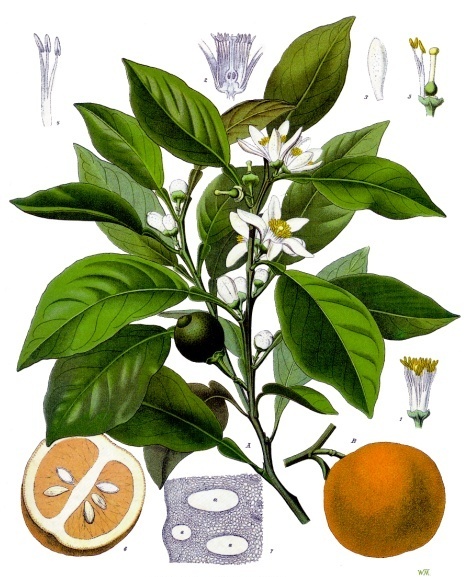 Hydrolat bio Fleurs d'Oranger - citrus aurantium - Senteurs du Claut