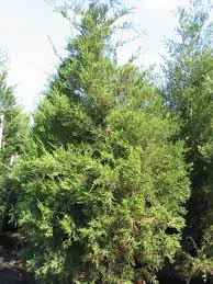 Bois de cèdre – Juniperus virginiana – 15ml