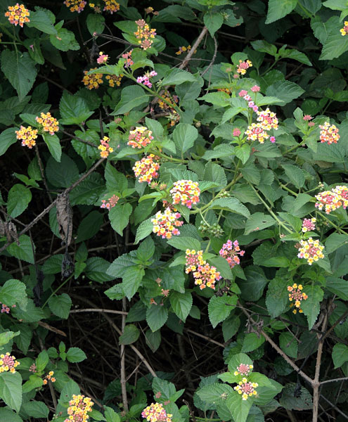 Lantana camara L.