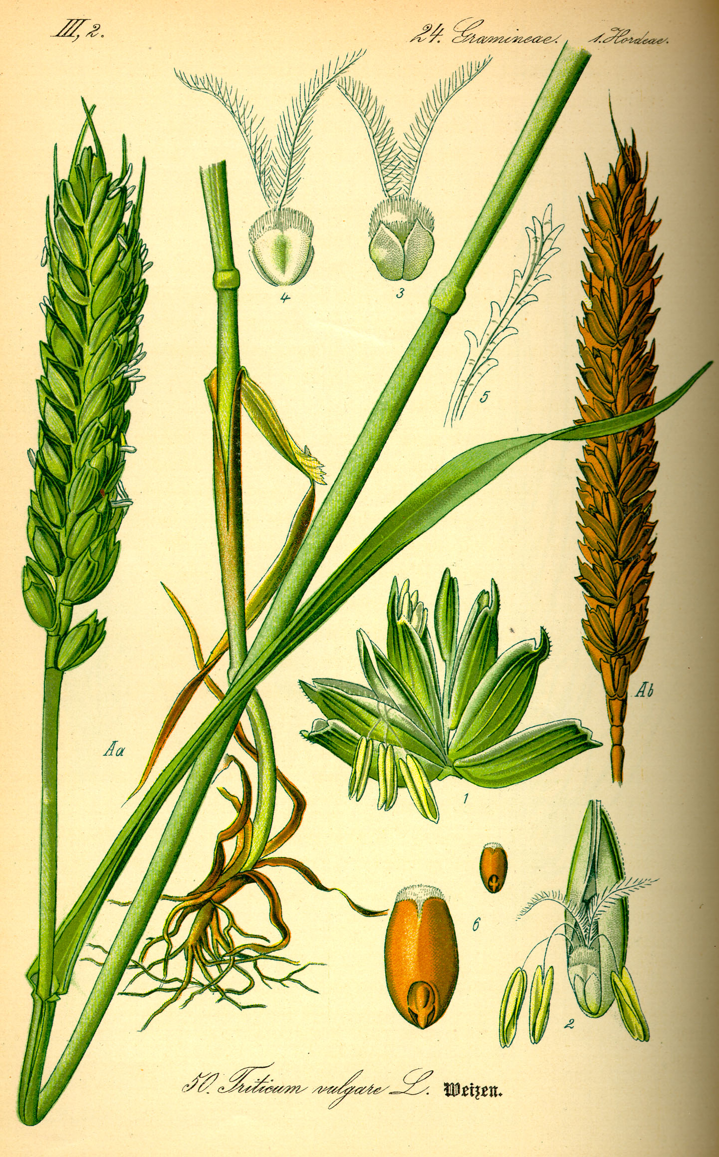 Germe de blé – Triticum vulgare – maPharmaBIO – Pharmacie de l