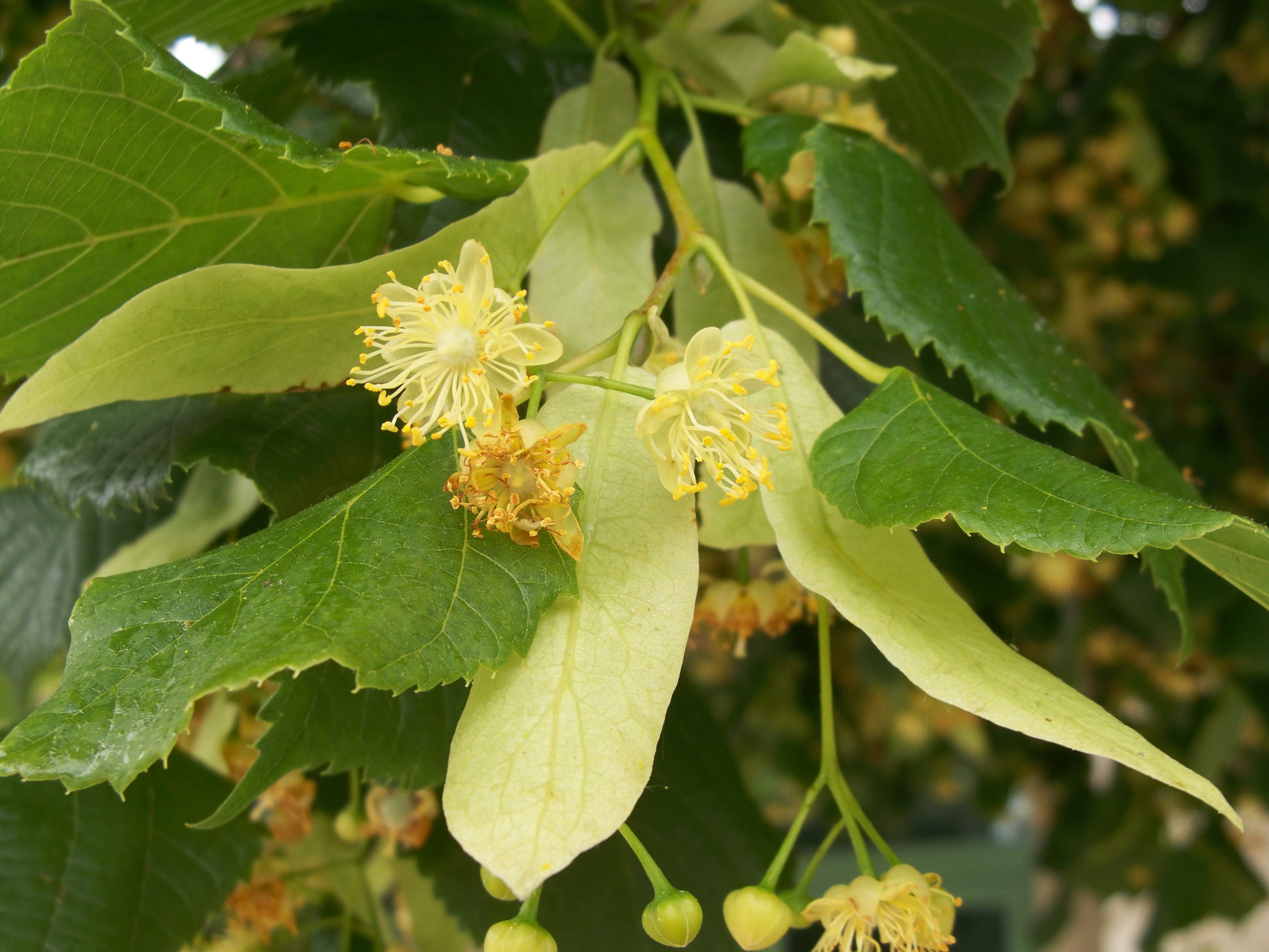 Tilia europaea