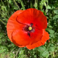 Papaver rhoeas L.